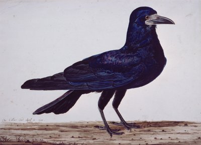 A Rook by Charles Collins